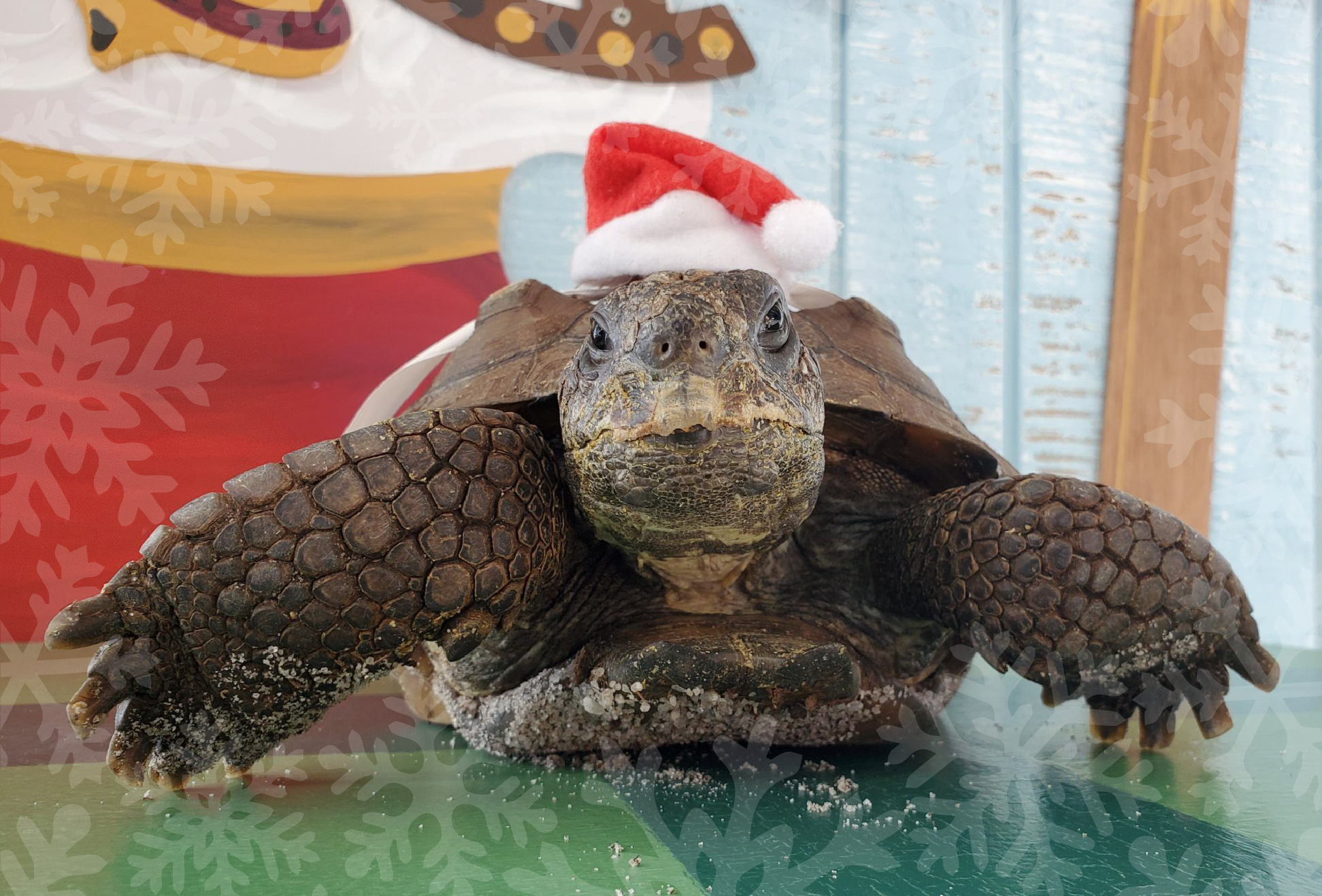 Ralph, a gopher tortoise, sits on a green floor with a Santa hat on his shell