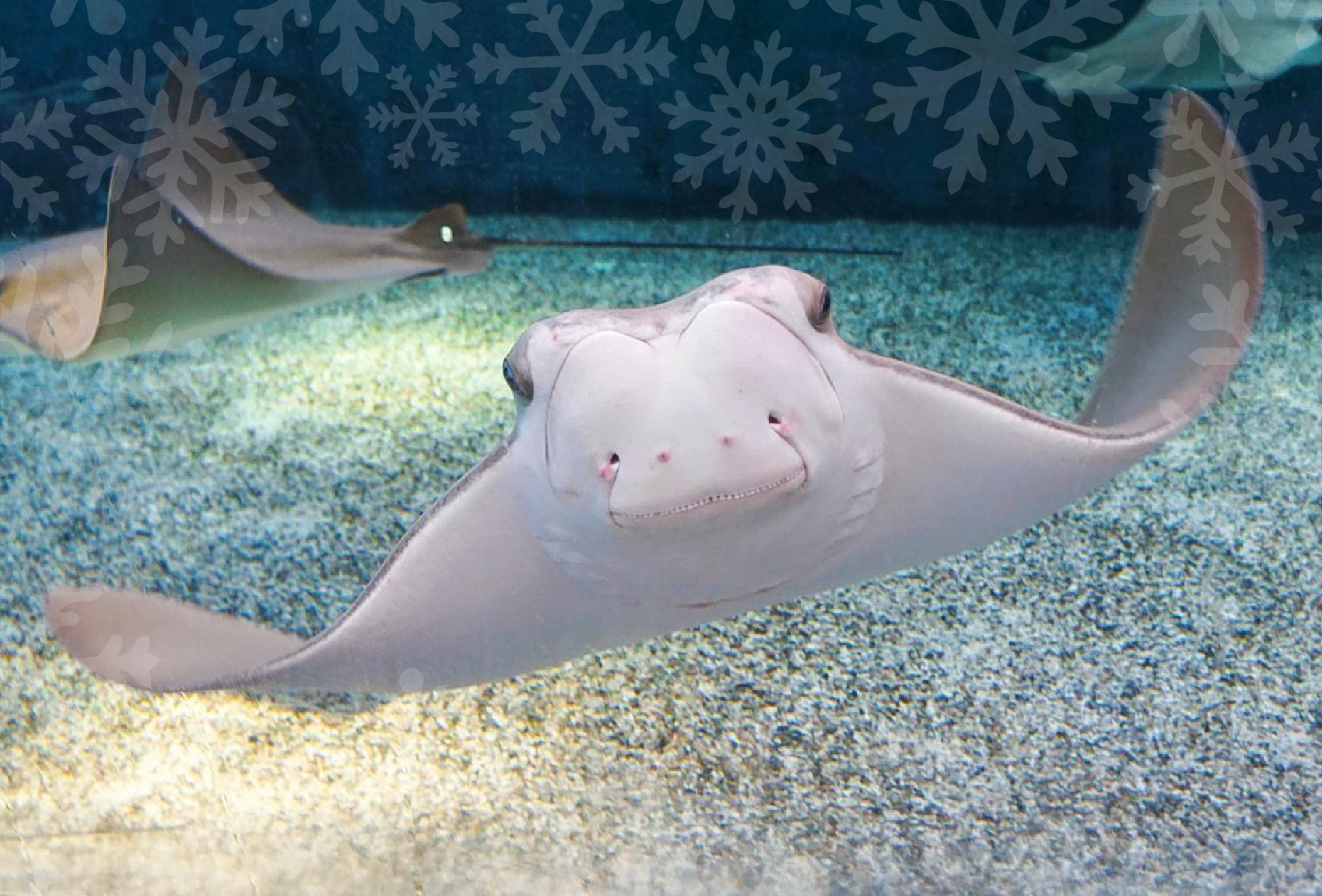a cownose stingray swims in The Shallows at South Carolina Aquarium