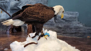 Liberty the bald eagle stands on top of snow in her exhibit