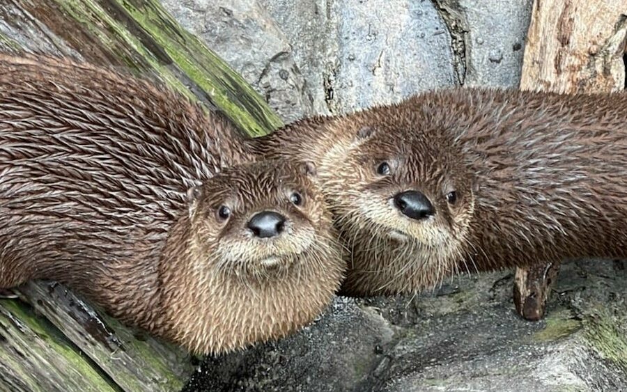 Charlie and Beau, two North American river otters, on exhibit at the South Carolina Aquarium