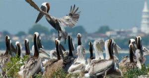 brown pelicans gather at Crab Bank