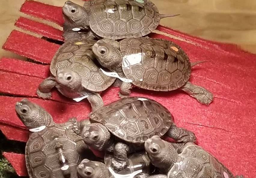 seven diamondback terrapin babies at the Sea Turtle Care Center™ at the South Carolina Aquarium