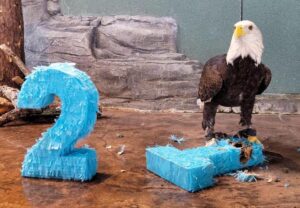 Liberty the bald eagle receives 21st birthday-themed enrichment in honor of the South Carolina Aquarium's birthday