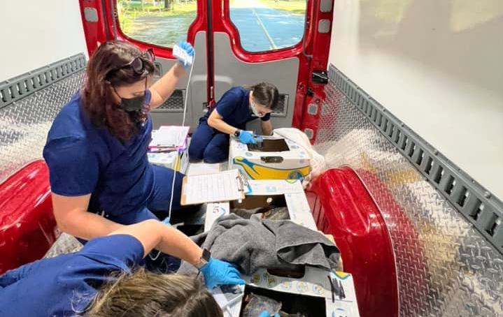 sea turtle biologists work on seven cold-stunned patients in the back of the Sea Turtle Care Center ambulance, on route to the South Carolina Aquarium