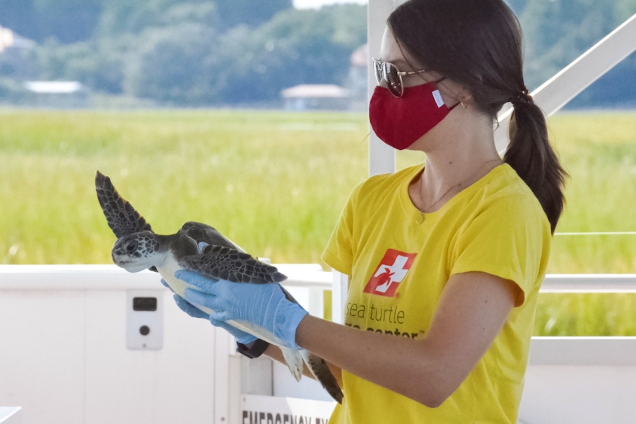 a sea turtle biologist holds a green sea turtle just prior to its release