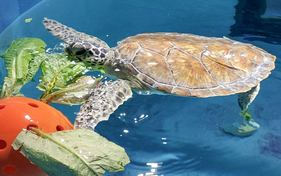 a green sea turtle in rehabilitation at the Sea Turtle Care Center at South Carolina Aquarium swims toward a piece of food as part of its nutritional care