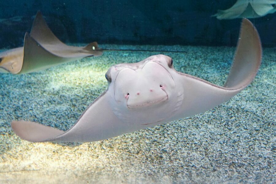 a cownose ray stingray at the South Carolina Aquarium