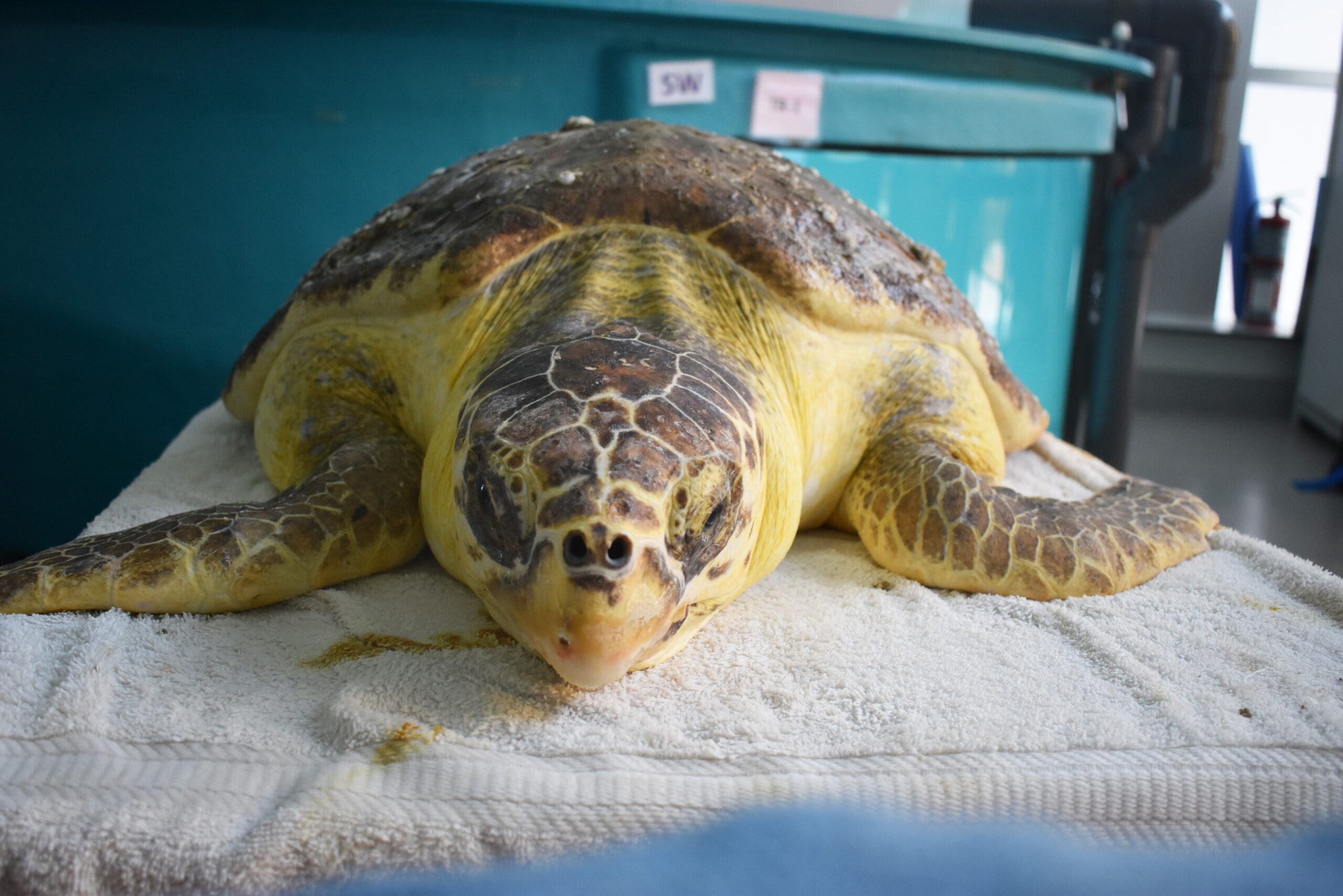 how long can a loggerhead sea turtle live