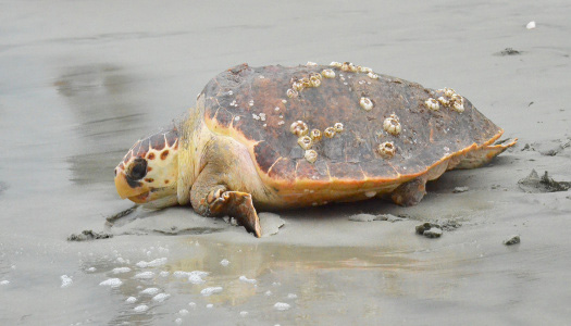 Ask An Expert How Long Can Loggerhead Sea Turtles Live South 