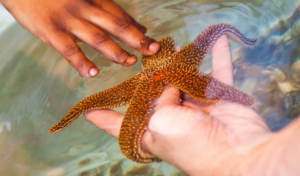 a hand reaches toward a sea star in the water being held by another hand at a touch tank in South Carolina Aquarium