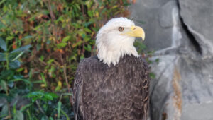 Liberty the bald eagle at South Carolina Aquarium