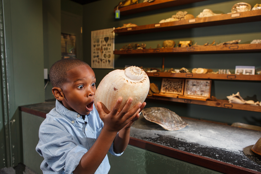 a young boy looks amazed as he holds a large sea shell in front of the Trading Post at South Carolina Aquarium