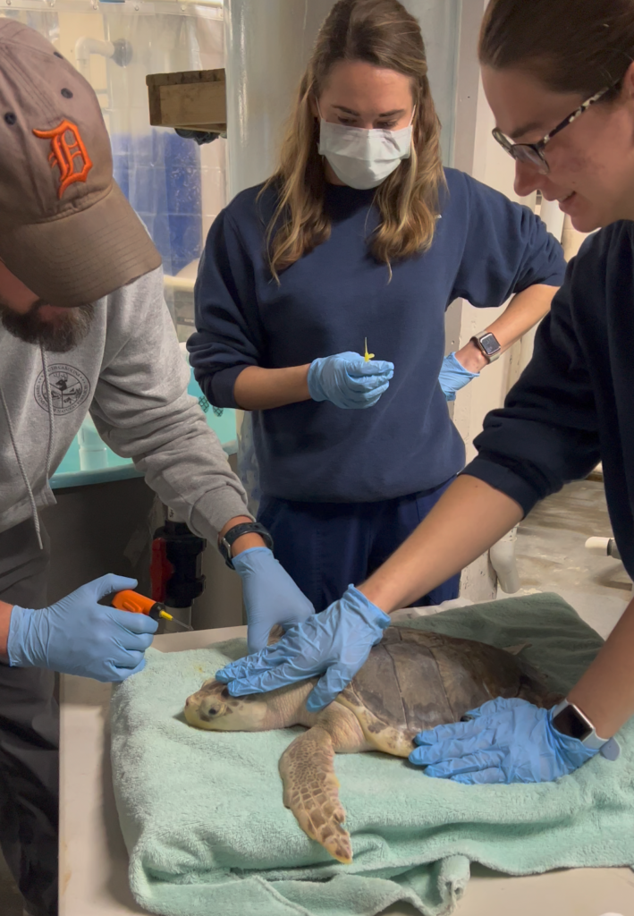 Ask an Expert: Sea Turtle Tagging | South Carolina Aquarium