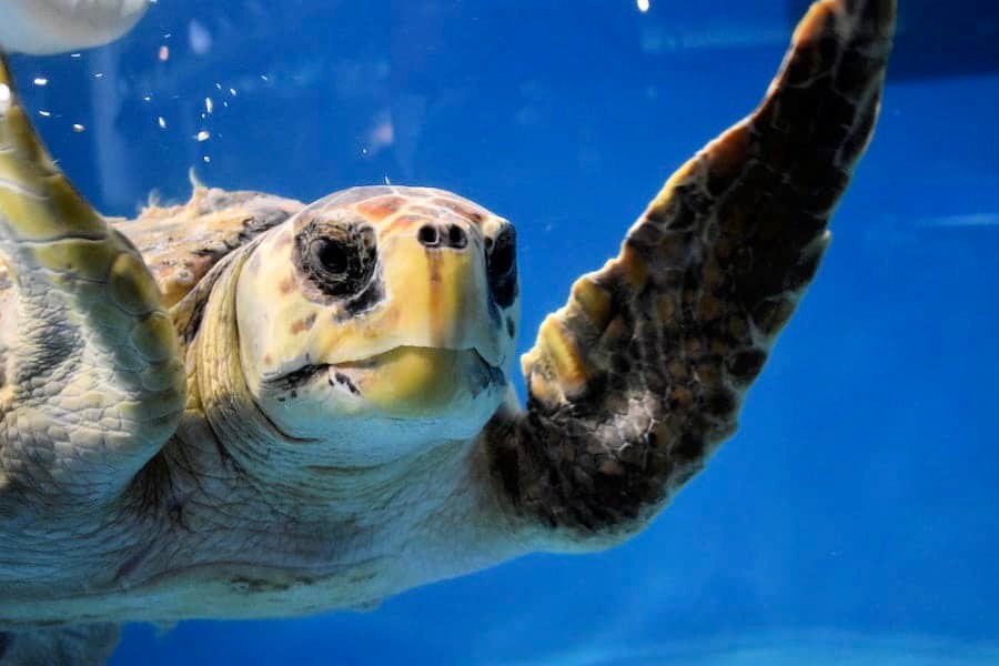 Going Green: How to Improve Your Turtle Photography