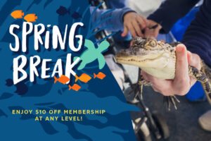 a close-up view of an American alligator in a South Carolina Aquarium employee's hands with the words "Spring Break" and "Enjoy $10 off membership at any level!" written on top