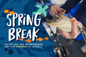 a close-up view of an American alligator in a South Carolina Aquarium employee's hands with the words "Spring Break" and "Enjoy $10 off membership at any level!" written on top