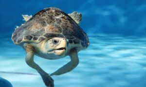 a loggerhead sea turtle patient at the Sea Turtle Care Center™ swims in its tank at the South Carolina Aquarium