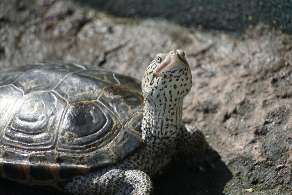 Ask an Expert: Shine Bright Like a Diamondback Terrapin | South ...