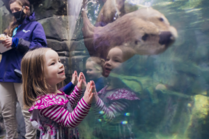 A child in a pink striped shirt stands at the glass of the Mountain Forest exhibit at South Carolina Aquarium. A river otter swims by, its face close to the camera.