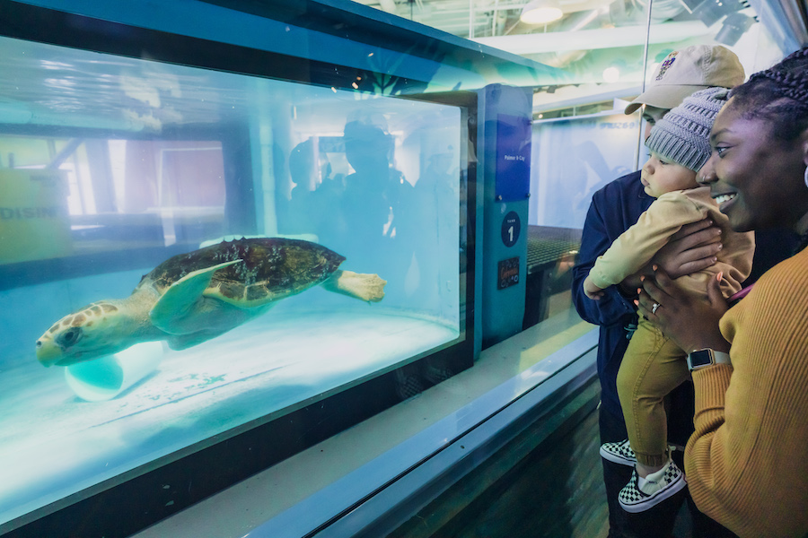 A man, woman and baby stand in front of a tank with a sea turtle in Zucker Family Sea Turtle Recovery™ at the South Carolina Aquarium.