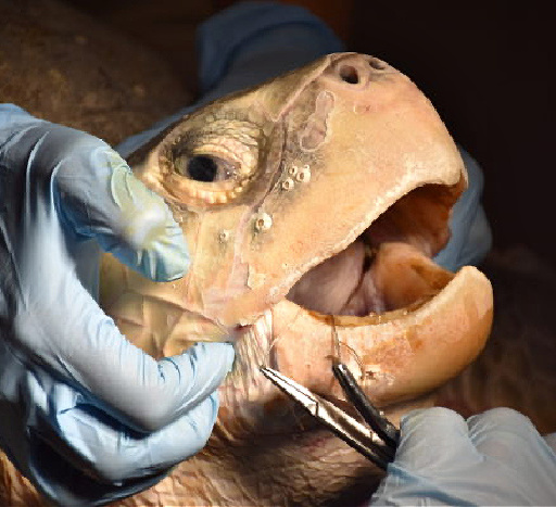 Staff veterinarians work to remove monofilament fishing line from Peach, an adult Kemp's ridley sea turtle.