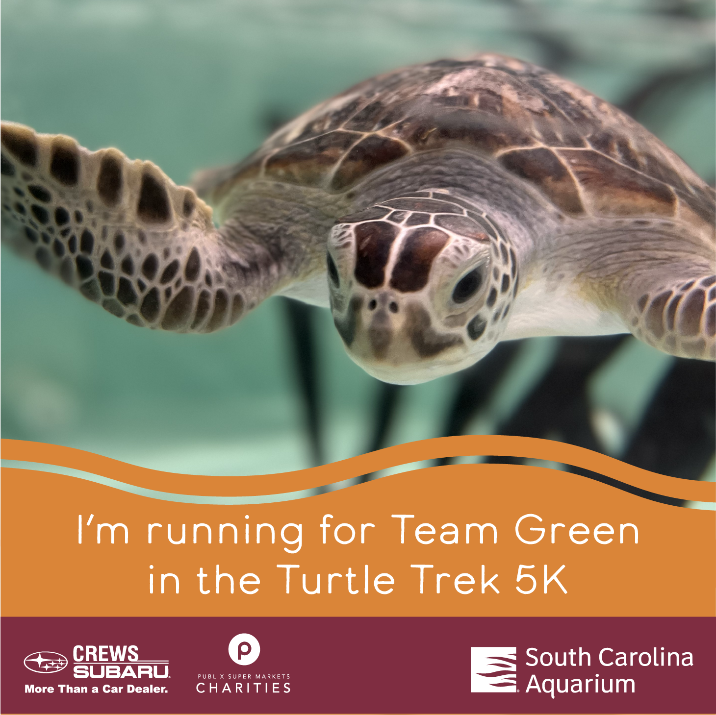 Turtle Trek Toolkit South Carolina Aquarium