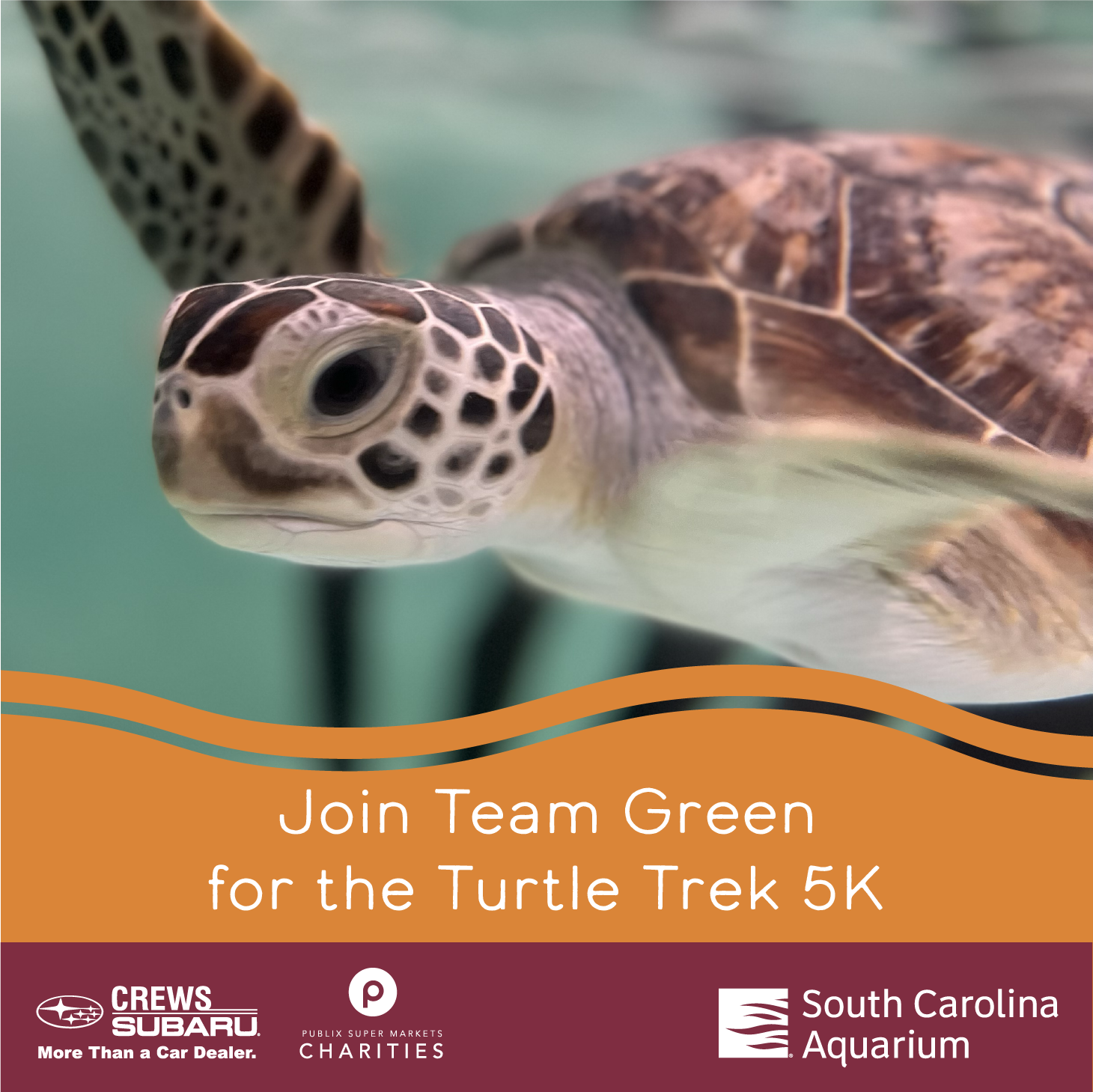 south carolina aquarium turtle trek 5k