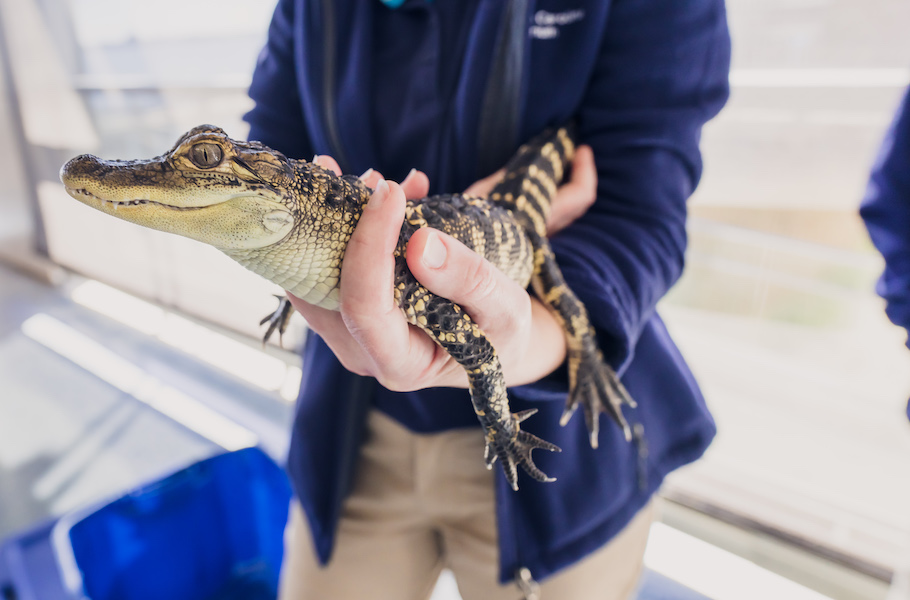 A South Carolina Aquarium volunteer holds a juvenile American alligator during an animal encounter in the great hall.