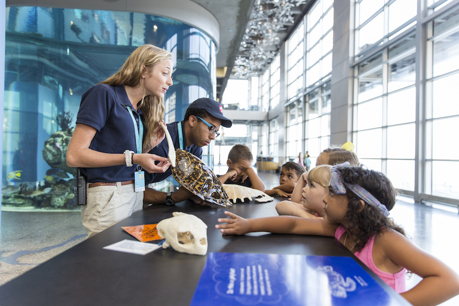 Two South Carolina Aquarium volunteers display turtle shells and animal bones to small children, looking at them with wonder. They stand inside the Aquarium in front of the Carolina Seas exhibit.
