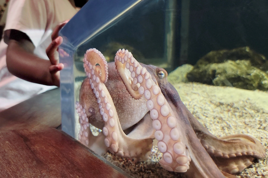 a child's hand rests on the glass of the octopus exhibit at South Carolina Aquarium