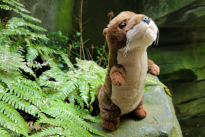 an otter plush stuffed animal sits on a rock in front of a green plant in the Mountain Forest exhibit in South Carolina Aquarium