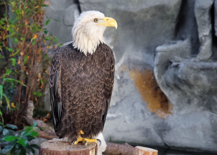 Liberty, a bald eagle at South Carolina Aquarium, sits atop a log in her exhibit. Rock and plants are in the background.