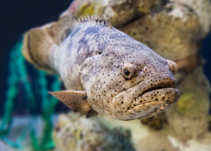 A goliath grouper with gray spotted scales swims in a tank exhibit at South Carolina Aquarium. Behind him are rocks, artifical seagrass and a blue barrel.