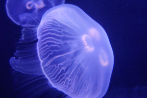 A moon jellyfish, which looks purple and pink under tank lights, floats in an exhibit at South Carolina Aquarium.