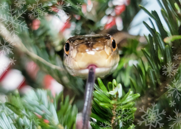 A snake looks toward the camera while slithering through a Christmas tree. Its tongue is out.
