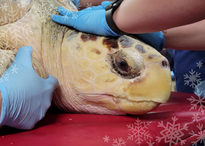 a loggerhead sea turtle receives care from multiple biologists and vets at the Sea Turtle Care Center™ in the South Carolina Aquarium