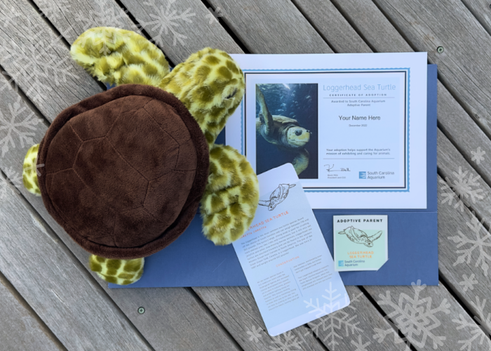 A plush sea turtle, adoption certificate, fact sheet and adoptive parent decal are pictured as part of an adopt an animal package