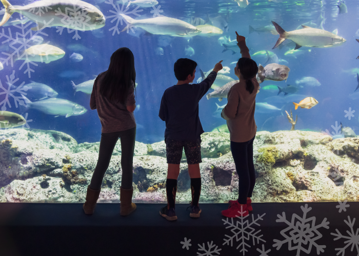 three children stand in front of the Great Ocean Tank at South Carolina Aquarium, pointing to fish they see swimming inside