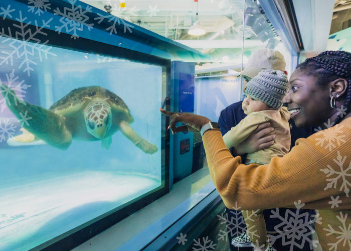 A family stands in front of a tank in Zucker Family Sea Turtle Recovery™ at South Carolina Aquarium. A sea turtle swims in the tank as a man holds a baby and a woman points and smiles at the turtle.