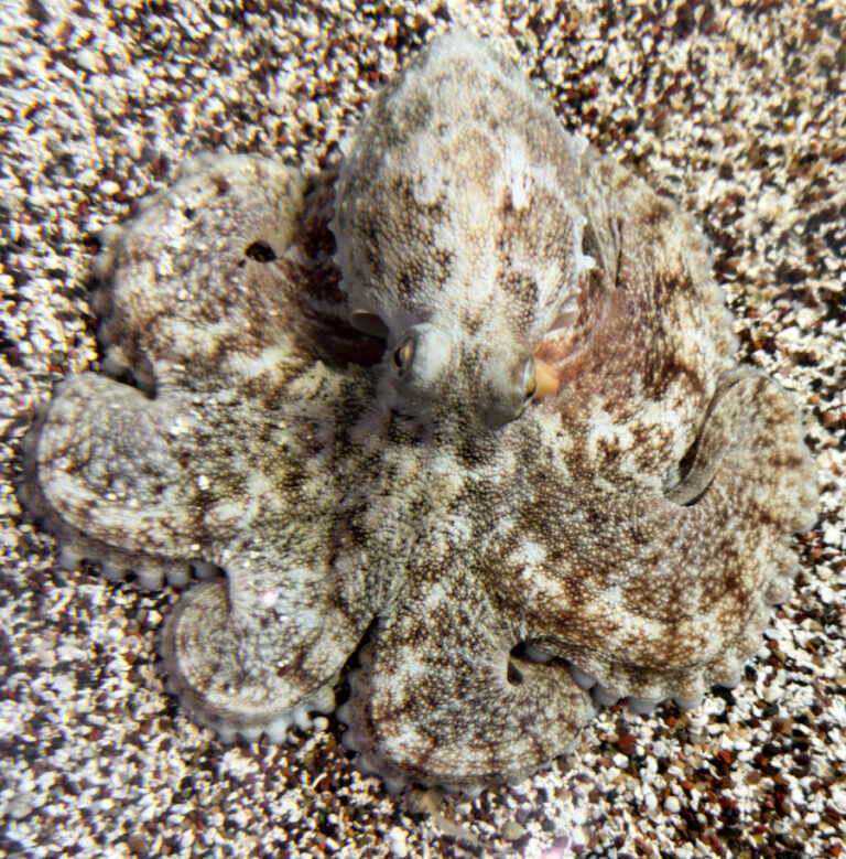 Eight Great Facts about the Common Octopus South Carolina Aquarium