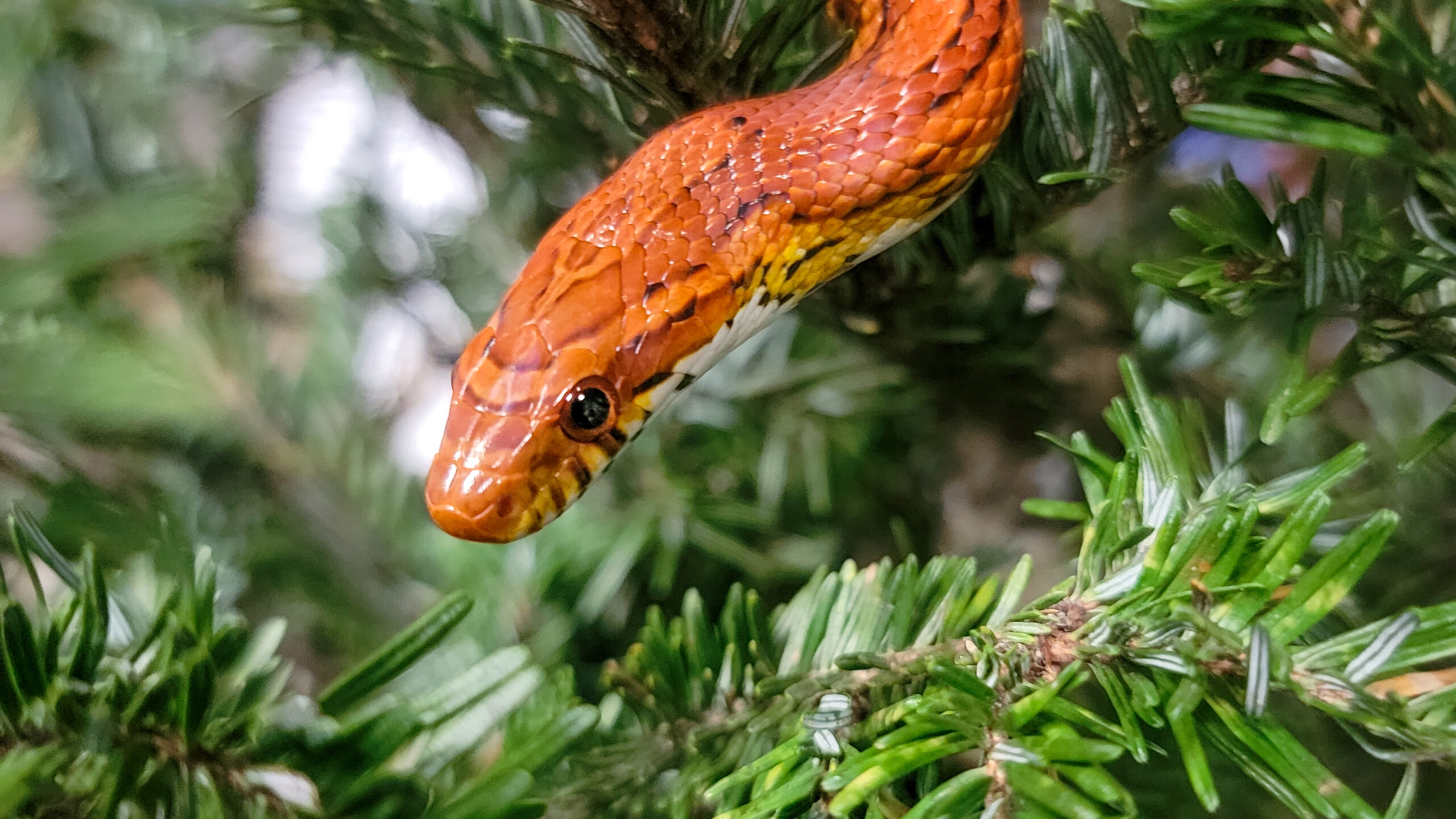 holiday snake 01-2 | South Carolina Aquarium