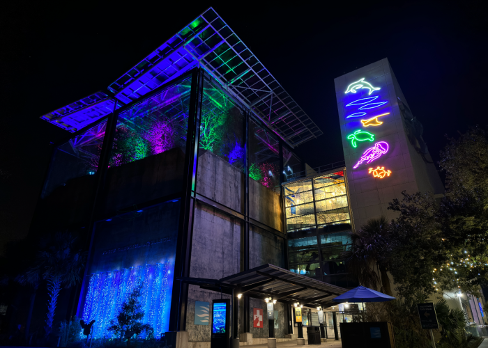 The front of the South Carolina Aquarium at night, featuring colorful blue, green and pink lights for Aquarium Aglow.