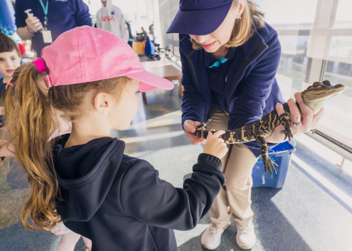 A young girl in a pink hat reaches toward a juvenile American alligator held by Aquarium staff during an animal encounter at South Carolina Aquarium