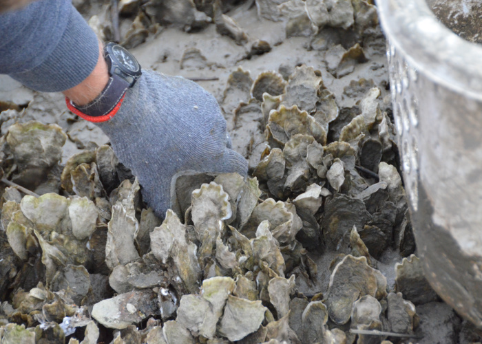 A local fisherman harvesting oysters