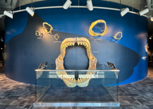A wide angle photo of a curved wall in the South Carolina Aquarium shows a variety of shark jaws, behind which is painted a life-sized silhouette of a megalodon shark
