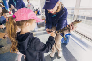A young girl gently touches a small alligator's tail as a South Carolina Aquarium volunteer holds it during an animal encounter.