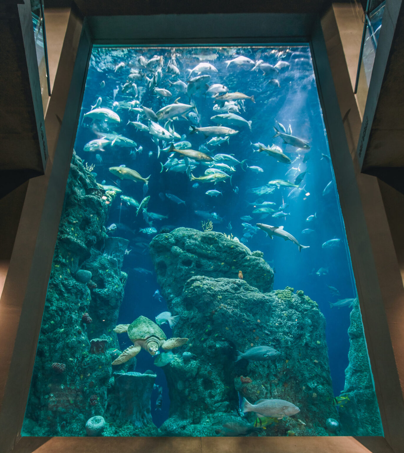 Your Blue Mind Aquariums and Mental Health South Carolina Aquarium