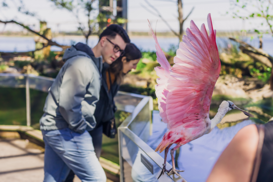A roseate spoonbill spreads its pink wings as if to take flight with two adults out of focus in the background.