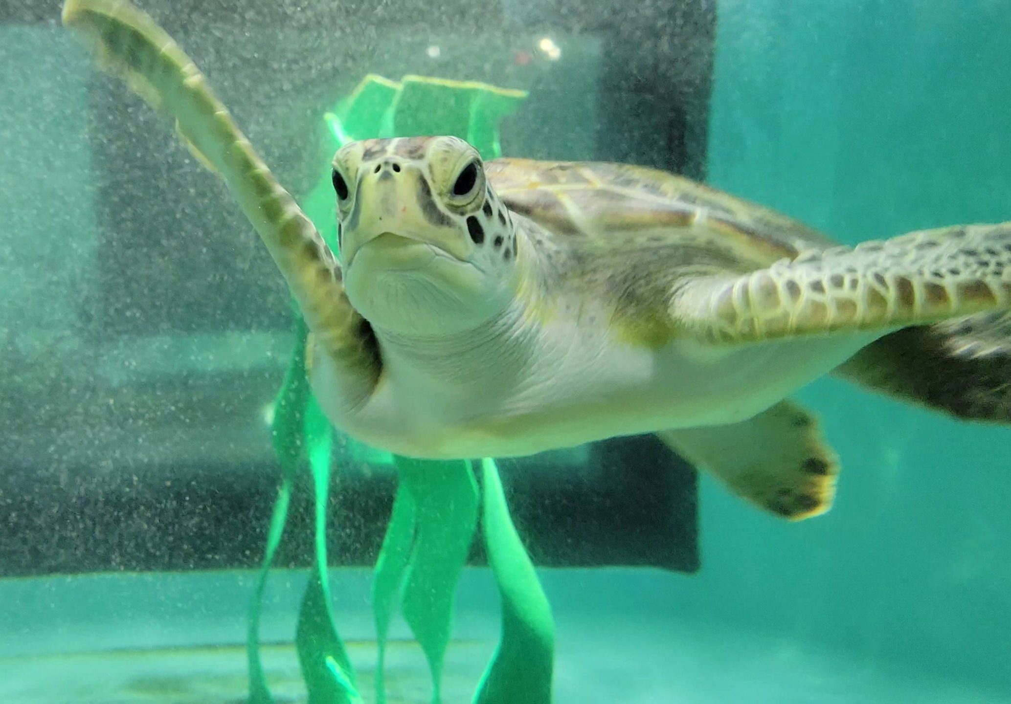 A green sea turtle patient in our Care Center.