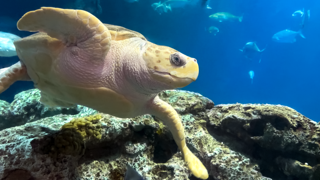 Your Blue Mind Aquariums and Mental Health South Carolina Aquarium